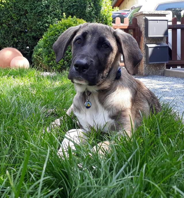 HerdenschutzhundMischling STEVE, (Welpe/Rüde) Zuhause