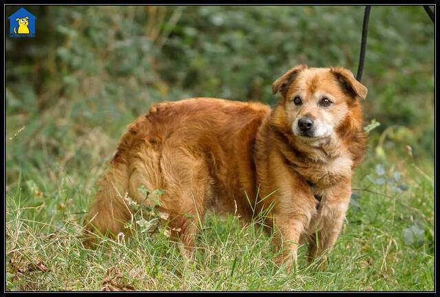 Rexi, Mischling (Rüde) aus 33... Deutschland (D) sucht ein Zuhause