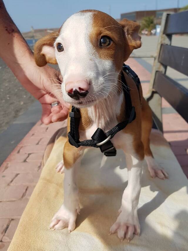 Dario (MA), Podenco (Welpe(n)) sucht ein Zuhause Tierhilfe