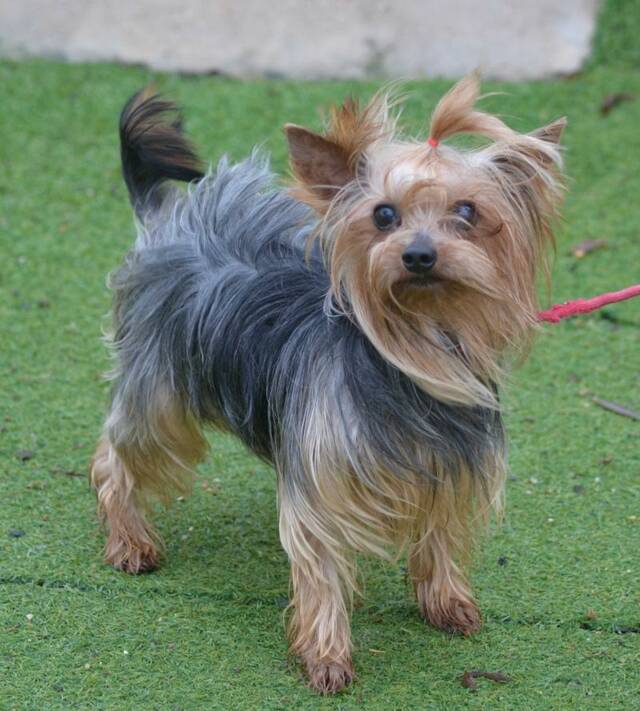 ENNIO, YorkshireTerrier (Rüde) sucht ein Zuhause Franz