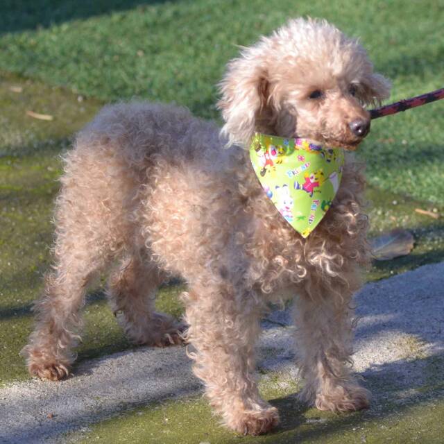 ELIZA, Zwergpudel (Notfall/Hündin) sucht ein Zuhause Franz von Assisi