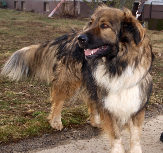 Happy End Stromka, LeonbergerMix (Hündin) Zuhause gefunden