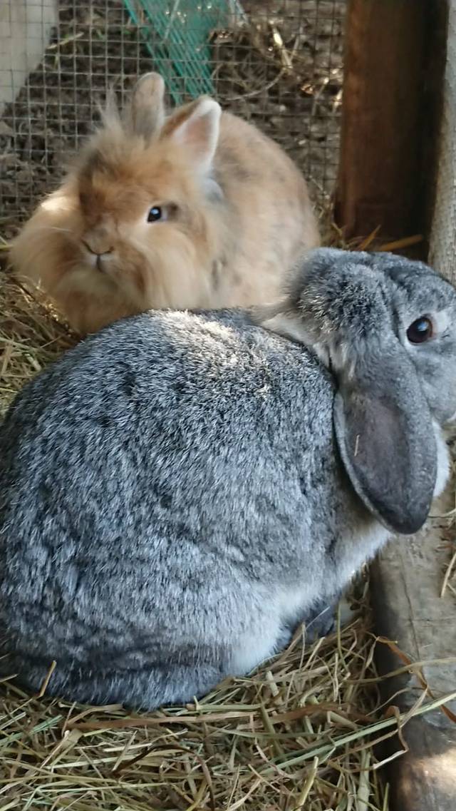 Kaninchen Nemo & Mali, (männlich/weiblich) Zuhause