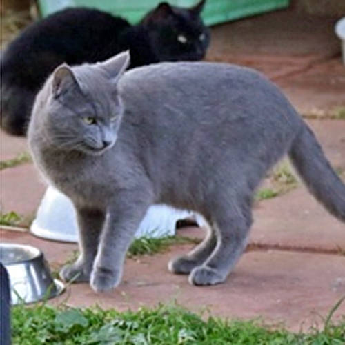 Lillo, Katze KartäuserMix (Notfall/männlich) sucht ein Zuhause