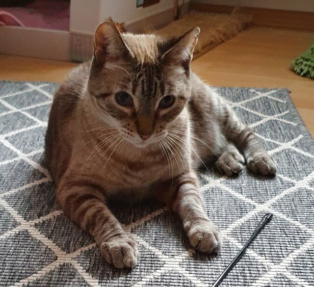 Linx (46282 Dorsten), Katze SiamMix (weiblich) sucht ein Zuhause