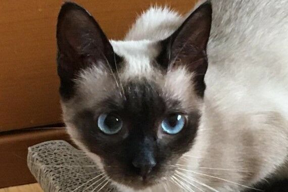 Mia und Manou, Katze EKH und SiamMix (Jungtier(e)) sucht ein Zuhause STREUNERHerzen e.V