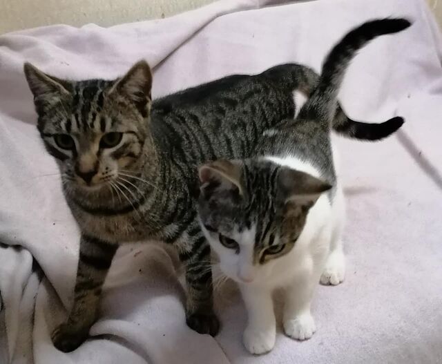 Katzen, Katze EKH (männlich/weiblich) sucht ein Zuhause