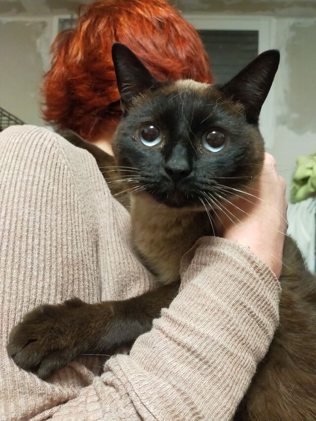 MAYA, Katze Siamkatze (weiblich) sucht ein Zuhause