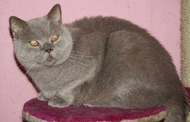 Katze, Kartäuser (männlich) Sir. Archibalt sucht ein Zuhause