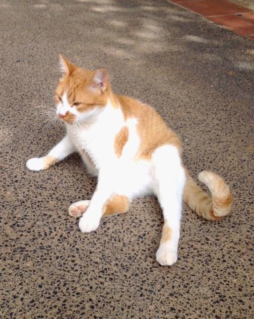 Betancuria (nicht vermittelbar), Katze EKH (weiblich