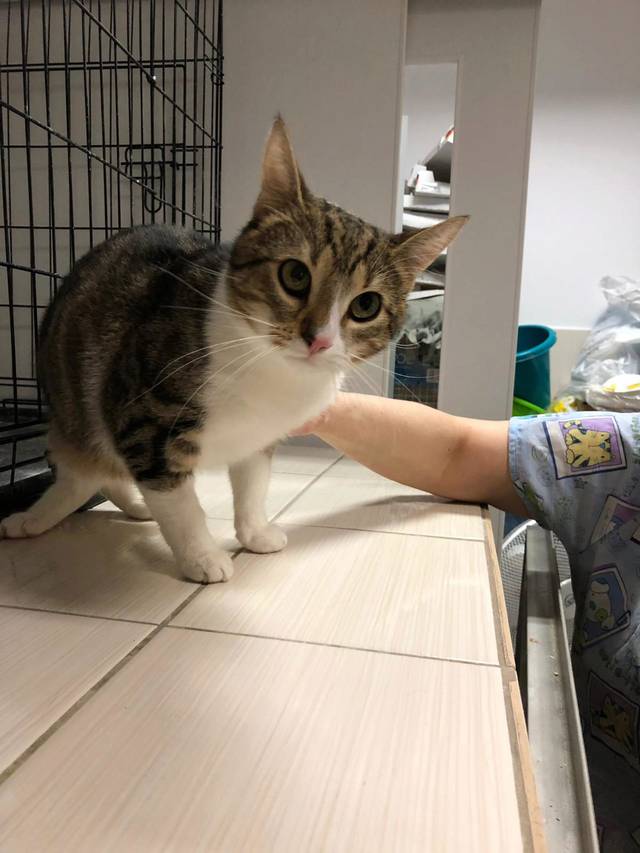 Xanax, Katze (männlich) sucht ein Zuhause Tierschutzverein Neuss e.V