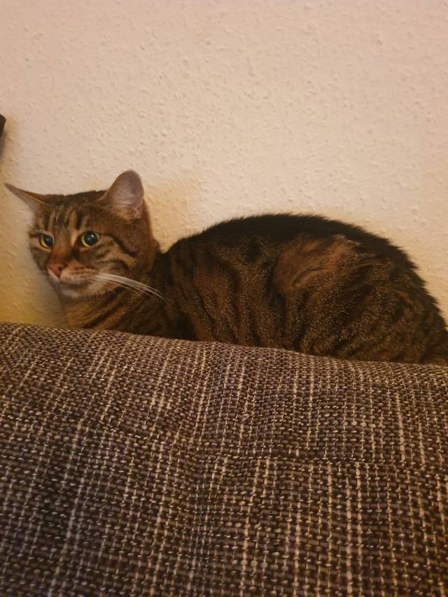 Cindy, Katze (Notfall/weiblich) sucht ein Zuhause Tierschutzverein