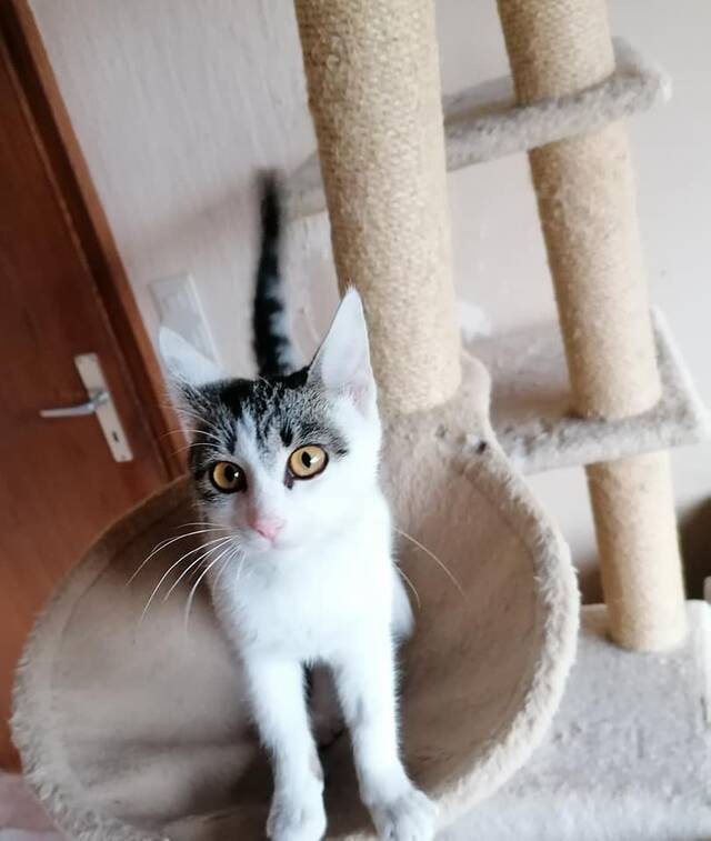 Katzen, Katze EKH (männlich/weiblich) sucht ein Zuhause Verein Casa