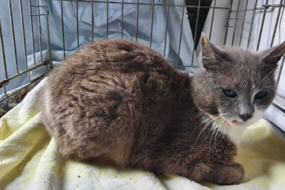 Emil, Katze KartäuserMix (männlich) sucht ein Zuhause STREUNERHerzen