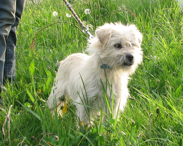 Pudel/Malteser/Westi Mischling Bibo, (Rüde) Zuhause gefunden