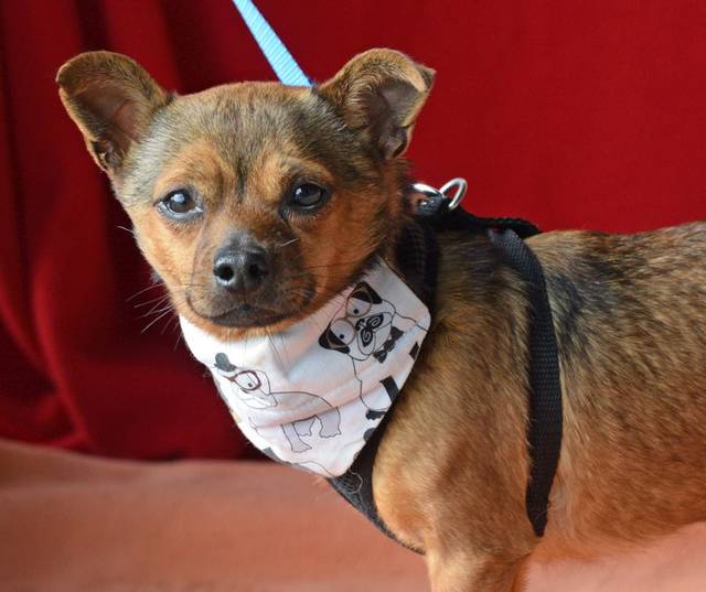 BLAS, ChihuahuaMischling (Rüde) aus 95448 Bayreuth/Nordbayern (D