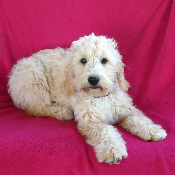 Scotty, PudelWasserhund Mischling (Rüde) sucht ein