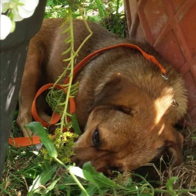 AMANDA, Mischling (Hündin) aus 07552 Gera (Thüringen) (D