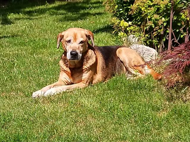 Duna, Mischling (Hündin) aus 85... Deutschland (D) sucht ein Zuhause