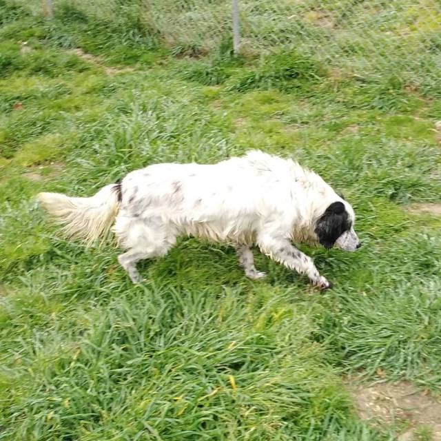 Abelardo, English Setter Mischling (Notfall/Rüde) sucht ein Zuhause