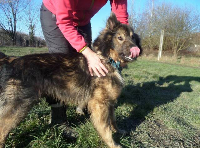 Langhaar Schäferhund Mischling (Notfall/Rüde) Mackó sucht ein Zuhause