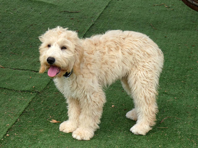 Scotty, PudelWasserhund Mischling (Rüde) sucht ein