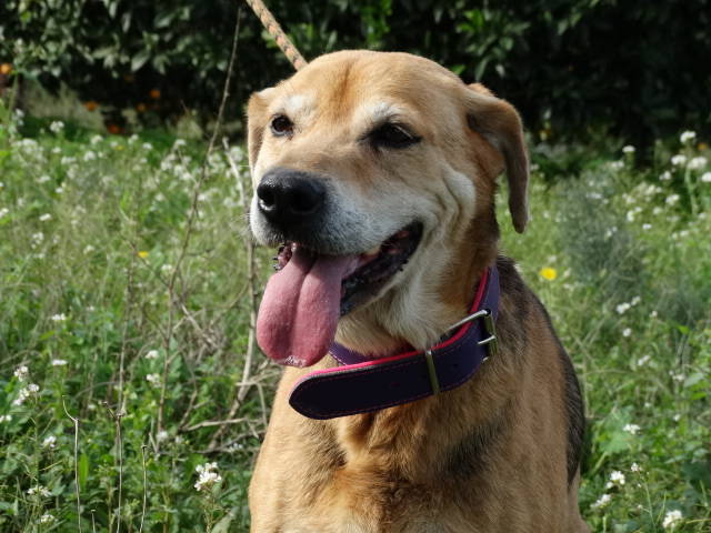 Duna, Mischling (Hündin) aus 85... Deutschland (D) sucht ein Zuhause