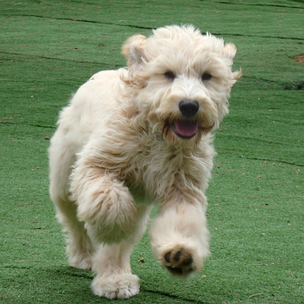 Scotty, PudelWasserhund Mischling (Rüde) sucht ein