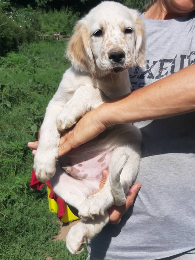 Noah, English Setter Mix (Welpe/Rüde) sucht ein Zuhause procanalba e