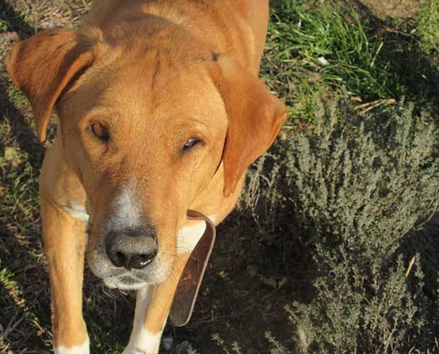 Hund Detail ACE Tiere in Not