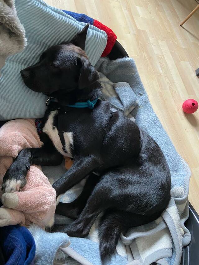 TOBI, Mischling (Rüde) aus 02826 Görlitz (Sachsen) (D