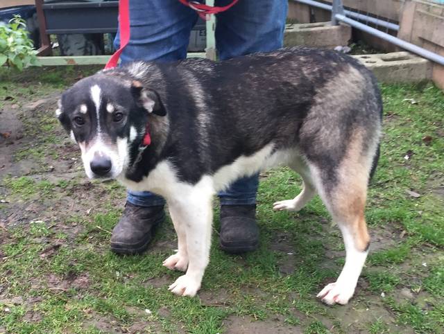 LEONIE, Appenzeller SennenhundHuskyMix (Hündin) aus 60435 Frankfurt (D) sucht ein Zuhause