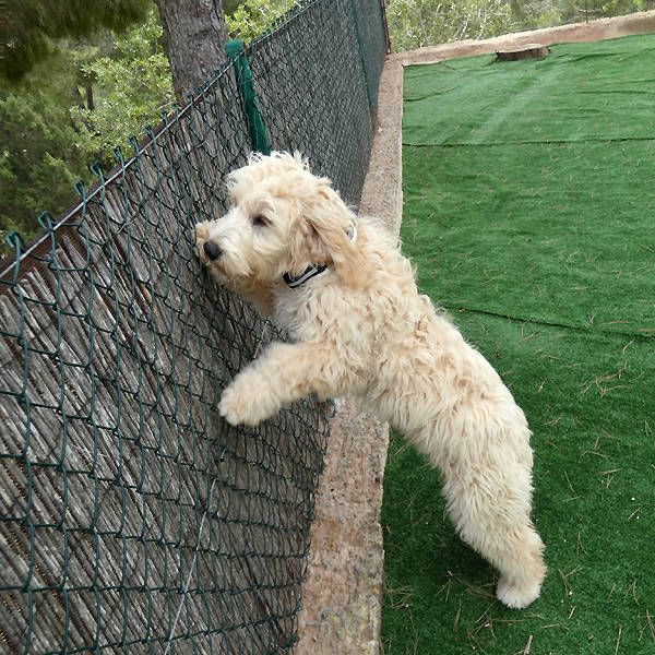 Scotty, PudelWasserhund Mischling (Rüde) sucht ein