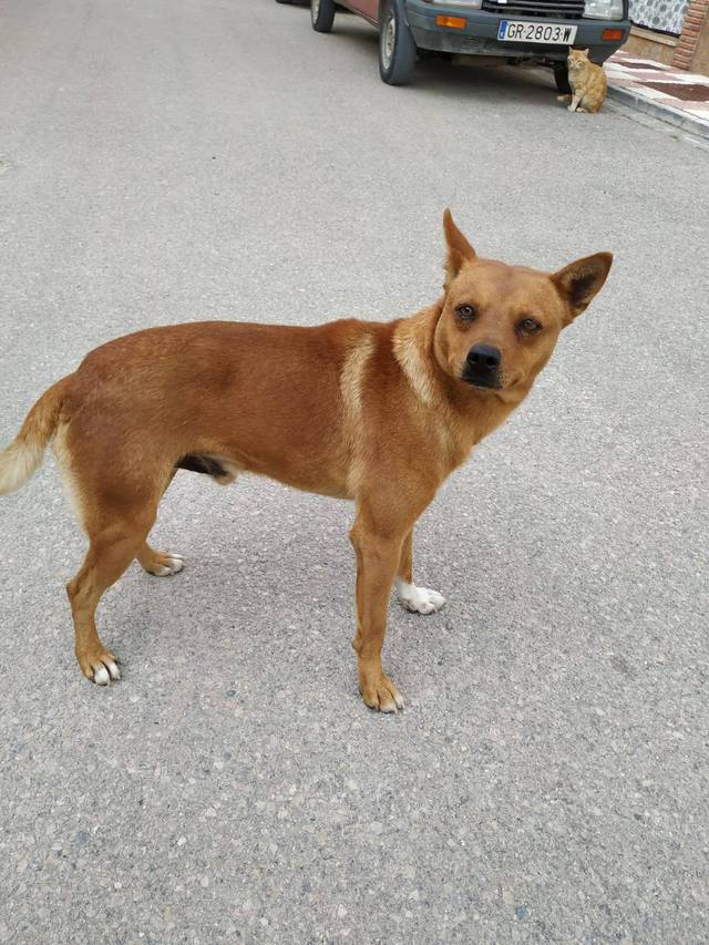 MAX ca. 05/2018) von Tierheim Sierra Nevada Spanien