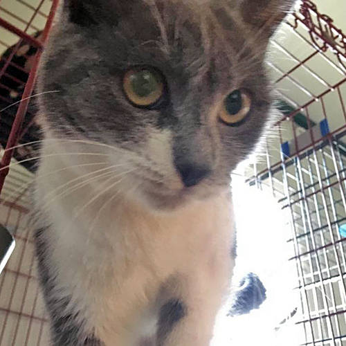 Cas, Katze KartäuserMix (weiblich) sucht ein Zuhause respekTiere e.V