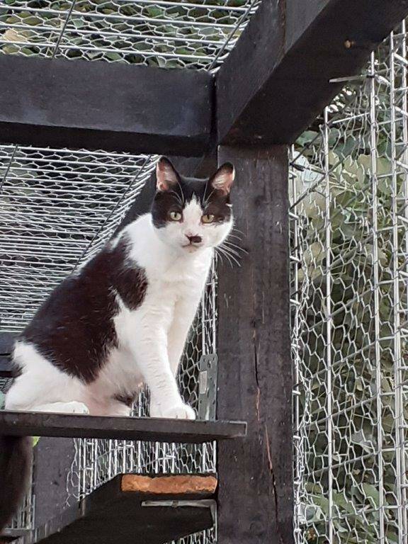 Nala, Katze Hauskatze (weiblich) sucht ein Zuhause SOS