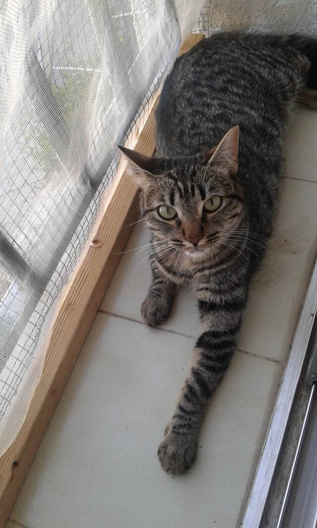 DANIELA, Katze EKH (Notfall/weiblich) sucht ein Zuhause