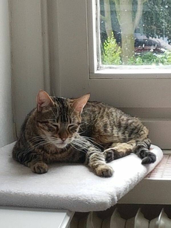 Helfende Hände e.V. Katze Timber (22305 Hamburg) (EKH 2