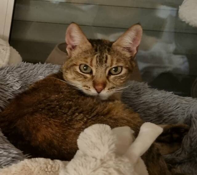 Daffie (46282 Dorsten), Katze EKH (weiblich) sucht ein Zuhause