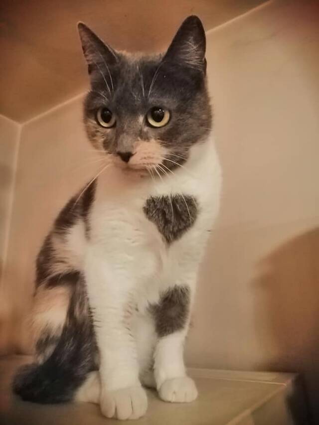 Mara, Katze Hauskatze (weiblich) sucht ein Zuhause ANAAKatzen