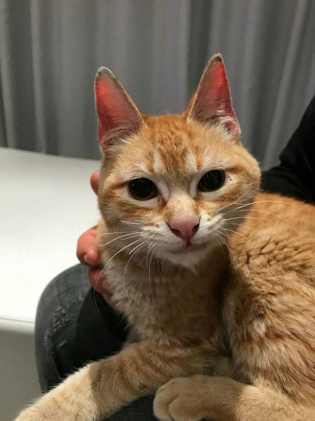 Lolo, Katze EKH EuropäischKurzhaar (männlich) sucht ein Zuhause