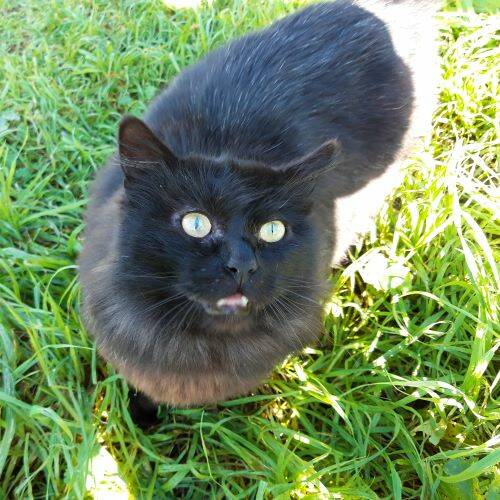 Fantomas, Katze LanghaarMix (männlich) sucht ein Zuhause