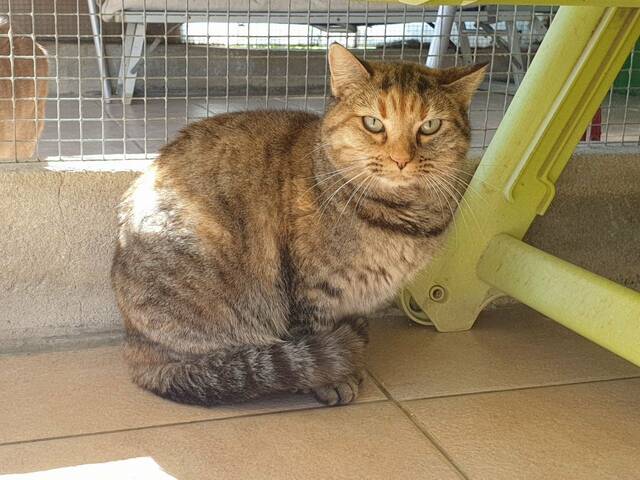 Desiree, Katze BKHMix (weiblich) sucht ein Zuhause Helfende Hände e