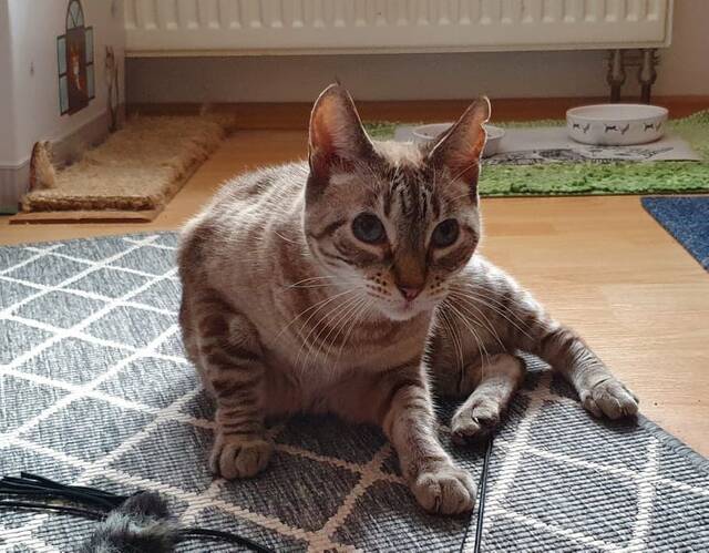 Linx (46282 Dorsten), Katze SiamMix (weiblich) sucht ein Zuhause
