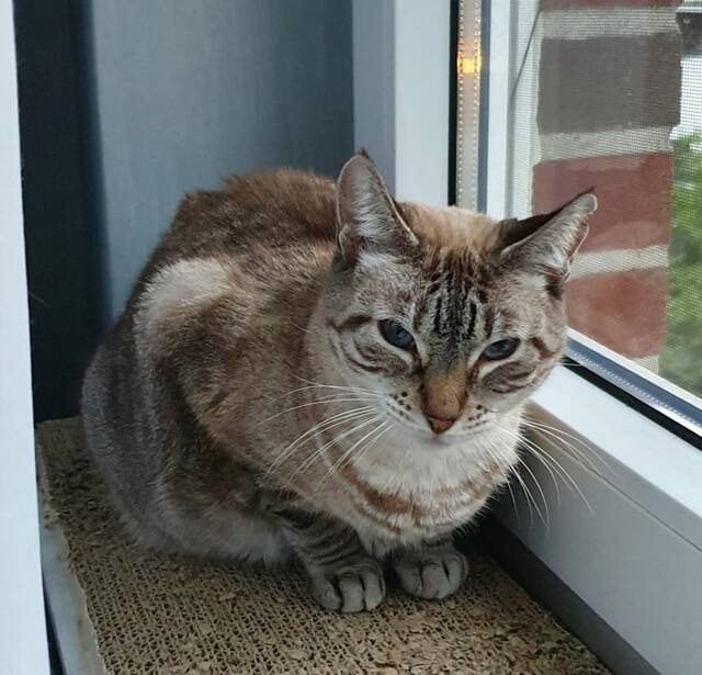 Linx (46282 Dorsten), Katze SiamMix (weiblich) sucht ein Zuhause