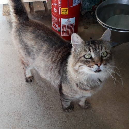 Pippo, Katze LanghaarMix (männlich) sucht ein Zuhause