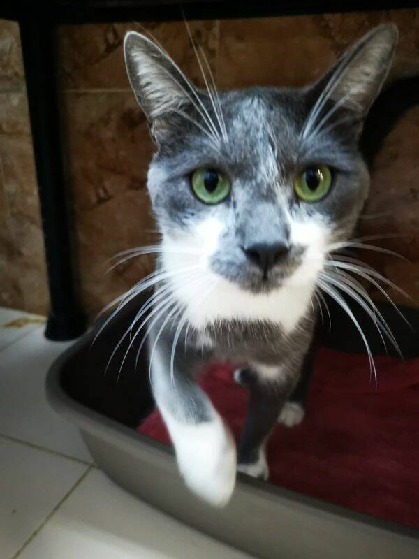 Pavel, Katze KarthäuserMix (männlich) sucht ein Zuhause Helfende