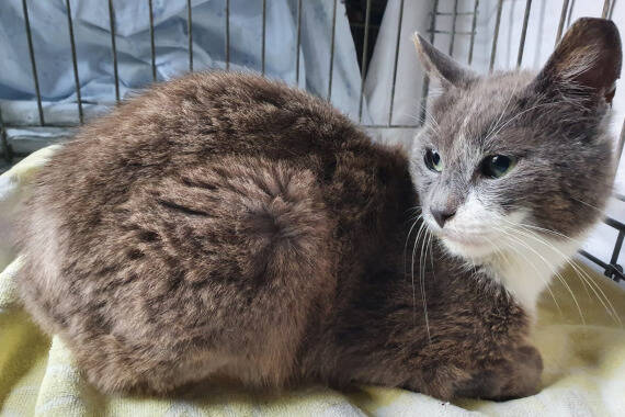 Emil, Katze KartäuserMix (männlich) sucht ein Zuhause STREUNERHerzen