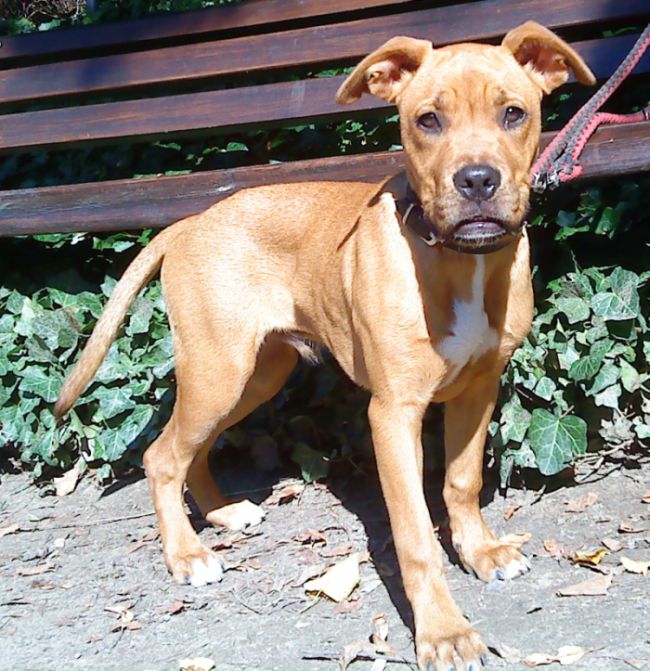 Boxer Jack Russell Terrier Mix BUDDY, (Rüde) Zuhause gefunden