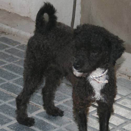 Happy End Coco, Pudel Mischling (Welpe(n)) Zuhause